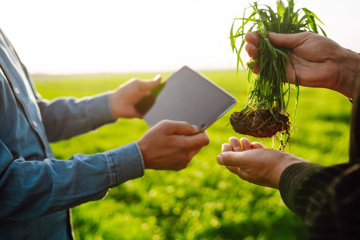 Two Farmers uses a specialized app on a digital tablet for checking wheat. Agriculture and ecology concept.