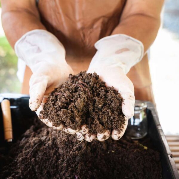GFarmer shows hands holding fertile soil and earthworms on blur background.