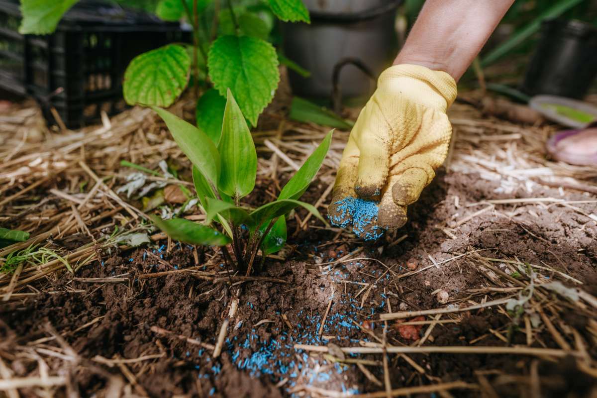 The gardener transplants seedlings from a flower pot into the ground. Adding fertilizer when planting.