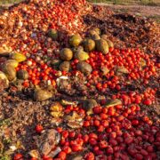 Vegetables thrown into a landfill, rotting outdoors.