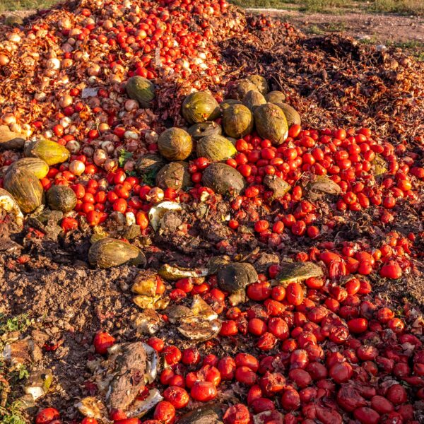 Vegetables thrown into a landfill, rotting outdoors.