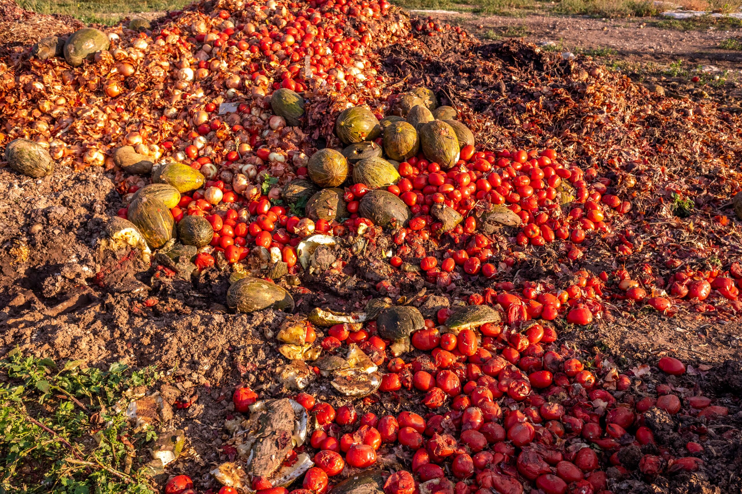 Vegetables thrown into a landfill, rotting outdoors.