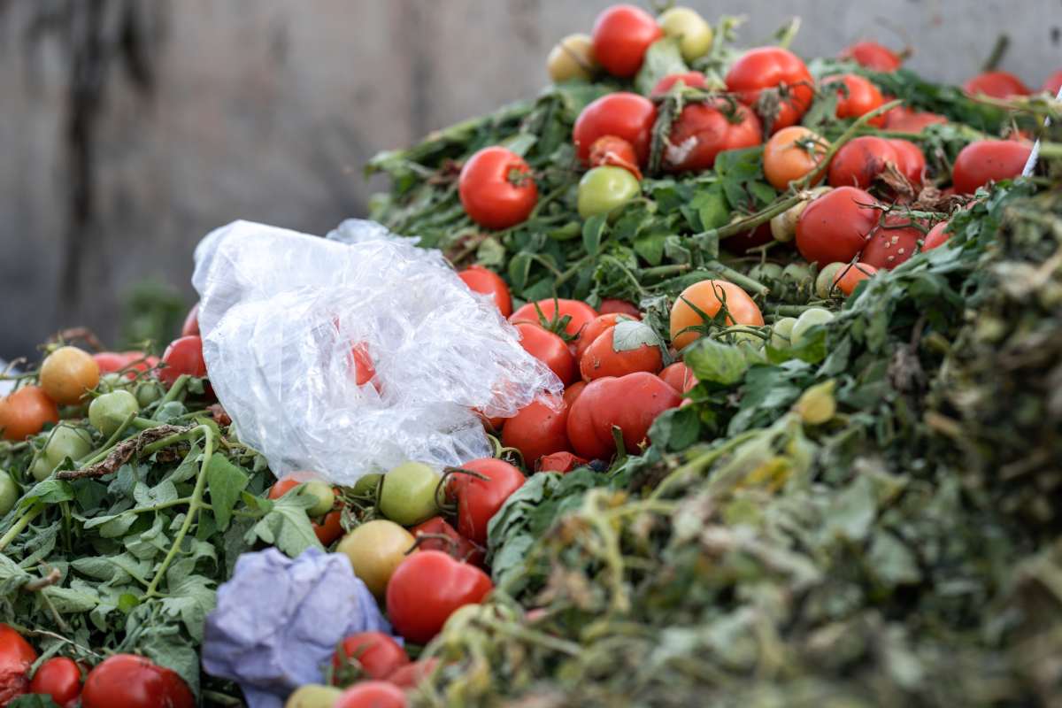Close-up view of rotten tomatoes with plastic bag. Spoiled vegetables. Space for text.